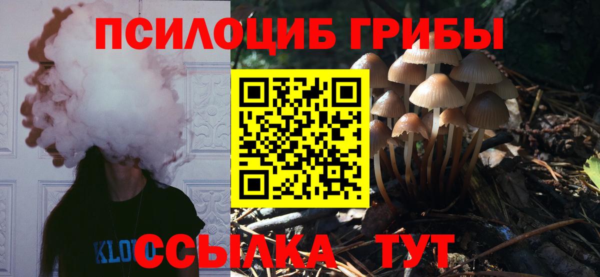 Галлюциногенные грибы Psilocybine cubensis Великий Новгород